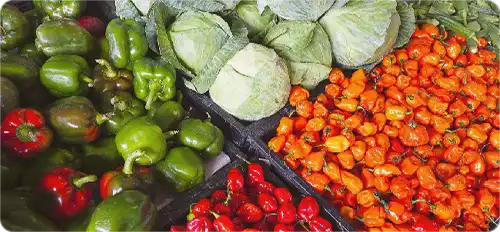 Salidas profesionales manipulador